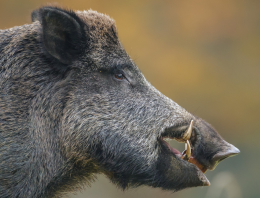 Lights, Camera, Boar Hunting