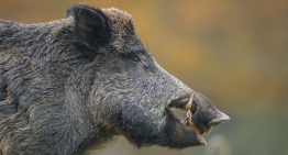 Lights, Camera, Boar Hunting