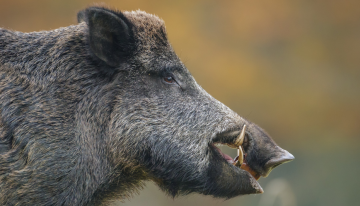Lights, Camera, Boar Hunting