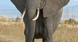 Don’t Think about Elephants
