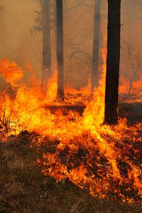forest fire