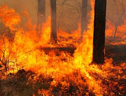 Survival Fire Safety