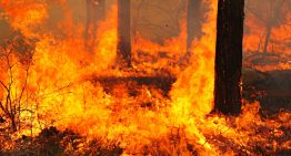 Survival Fire Safety