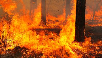 Eagle scout saves house from raging wildfire