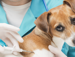 Is It Safe to Microchip Your Pets?