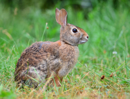 Three Ways to Find Food for Survival