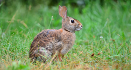 Three Ways to Find Food for Survival