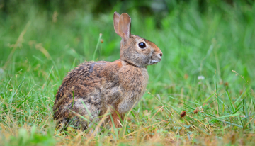 Three Ways to Find Food for Survival