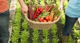 The Edibility Test  That Will Save Your Life