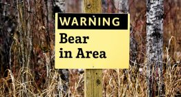 Surviving a Bear Attack