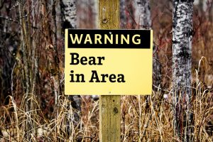 bear attack