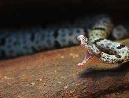 Nine Survival Myths That Are Downright Dangerous