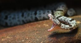 Nine Survival Myths That Are Downright Dangerous