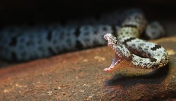 Nine Survival Myths That Are Downright Dangerous