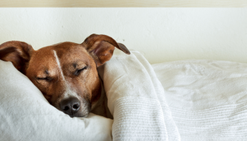 How You Sleep Is Related to What You Breathe