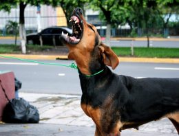 The Deadly “Urban Survival Threat” (You Don’t Know!)