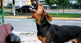 How to Deal with a Dog Attack