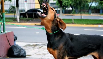 The Deadly “Urban Survival Threat” (You Don’t Know!)
