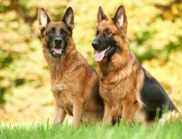 How to Train a Guard Dog