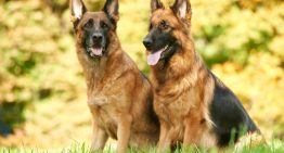 How to Train a Guard Dog