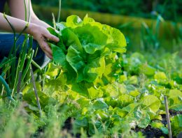 4 Best crops to grow in a survival garden?