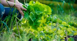 Should you build a survival garden or greenhouse?