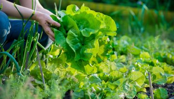 Should you build a survival garden or greenhouse?
