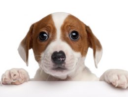 The Puppy Scam Costing People a Small Fortune