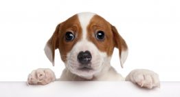 The Puppy Scam Costing People a Small Fortune