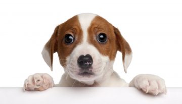 The Puppy Scam Costing People a Small Fortune