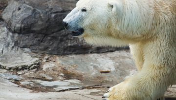 Alaskan man stops charging polar bear with his AR-15