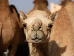 Lovesick man steals camel for his beloved