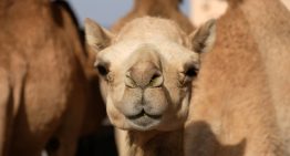 Lovesick man steals camel for his beloved