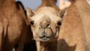Lovesick man steals camel for his beloved