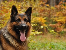 Heroic German Shepherd saves man from death – twice