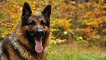 K9 sniffs-out dying criminal, cops surround and save him