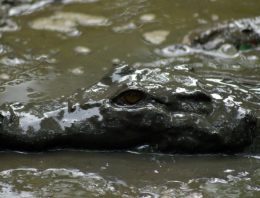 Stranded & fighting crocodiles on a car roof for 5 Days