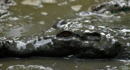 Stranded & fighting crocodiles on a car roof for 5 Days