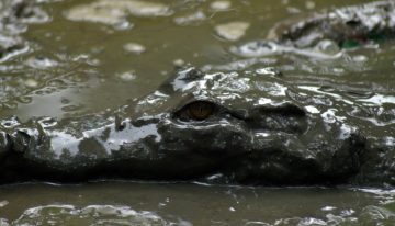 Stranded & fighting crocodiles on a car roof for 5 Days
