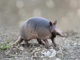 Texas man loses gunfight to armadillo