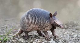 Texas man loses gunfight to armadillo