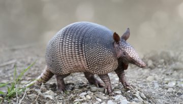 Texas man loses gunfight to armadillo