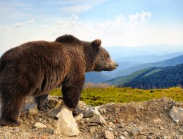 Woman faces off with giant black bear and kills it
