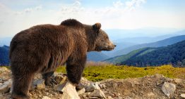 Man drops charging grizzly with one .357 round