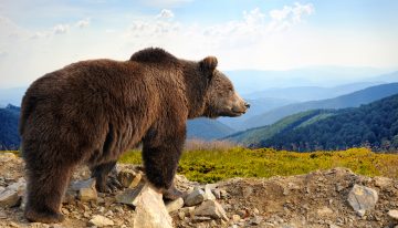 Woman faces off with giant black bear and kills it
