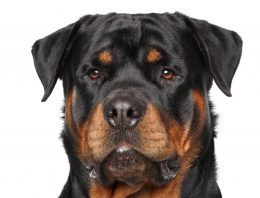 120-pound Rottweiler shoots owner with shotgun