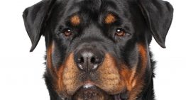120-pound Rottweiler shoots owner with shotgun