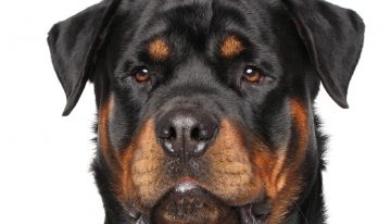 120-pound Rottweiler shoots owner with shotgun