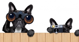 CIA’s “Cyborg Spy Cat” Splattered In Oncoming Traffic